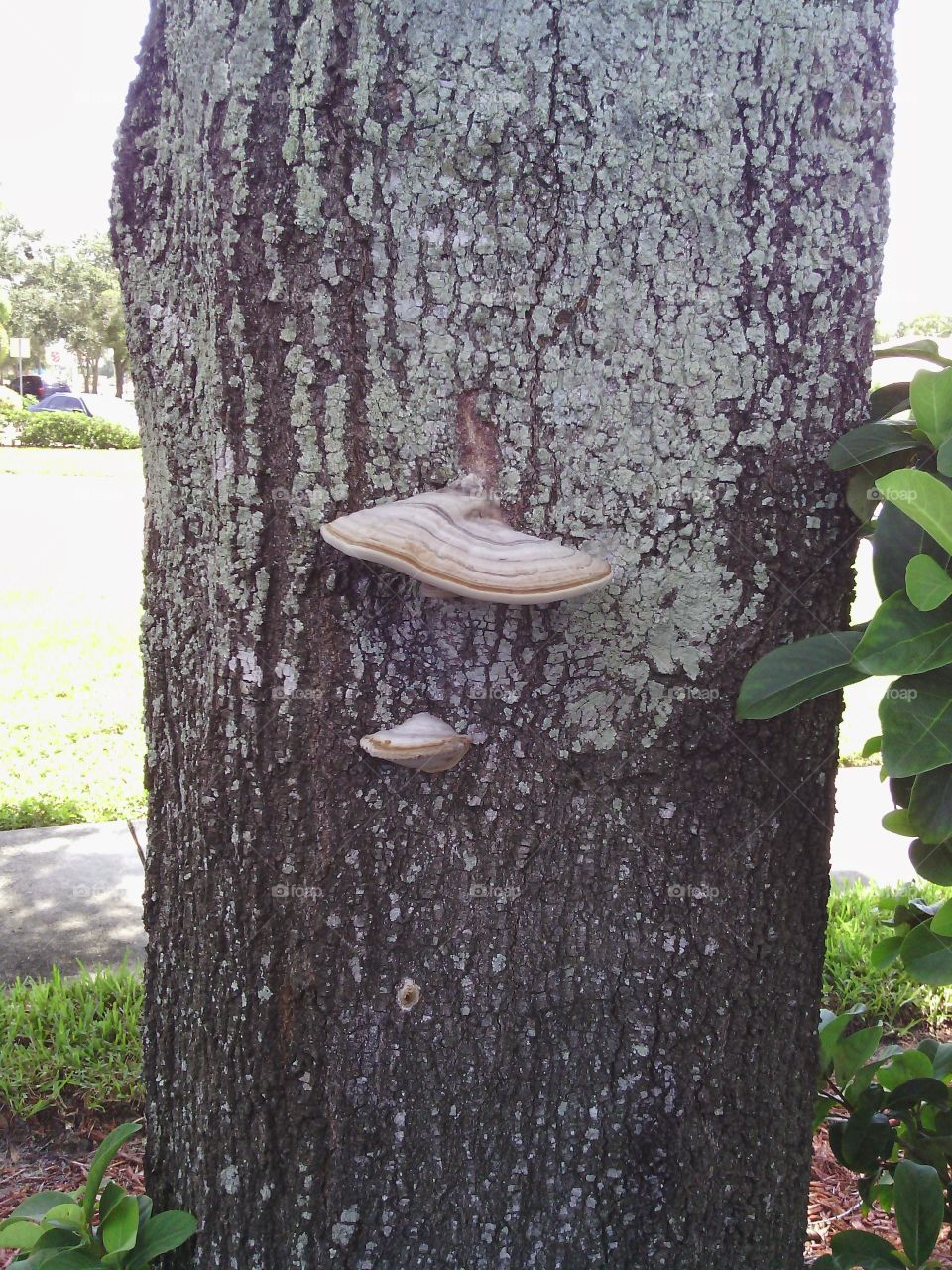 shelf fungus on an oak tree