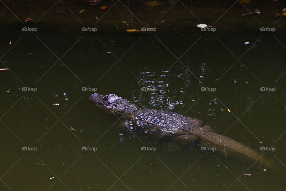 Caiman laying around. A caiman laying still in a pond in the wild animal zoo, shanghai, china.