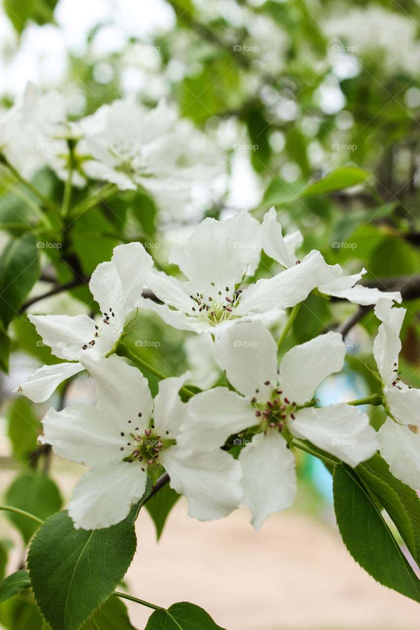 цветущая яблоня. белые цветы