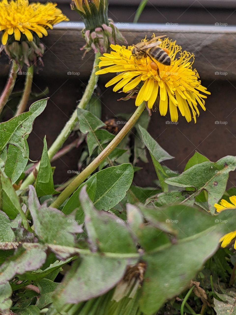 A wasp on the dandelion