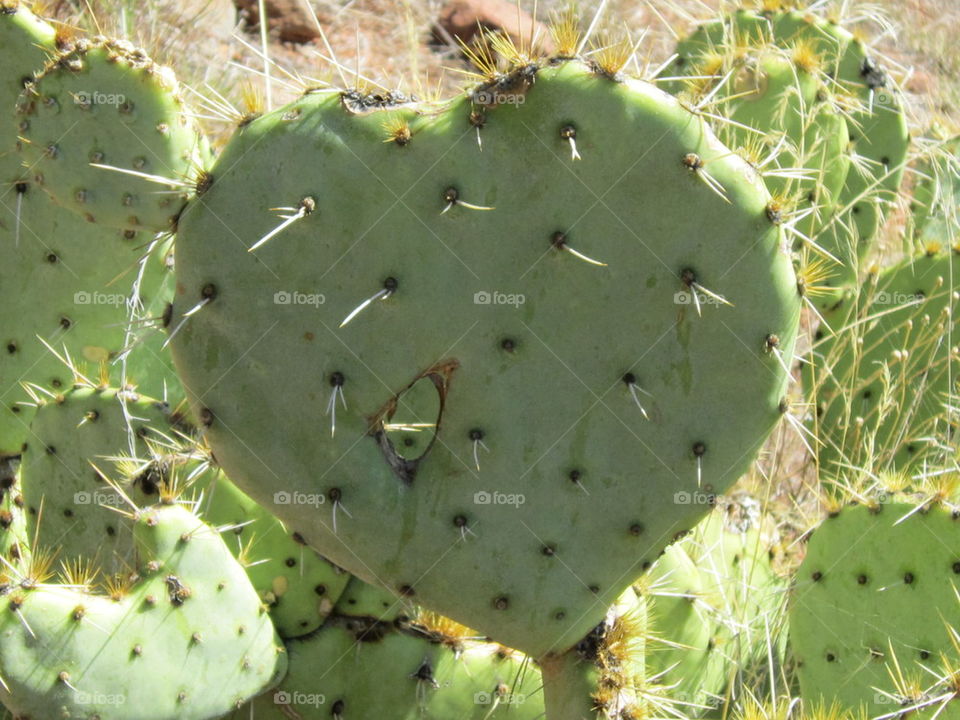 Heart cactus 