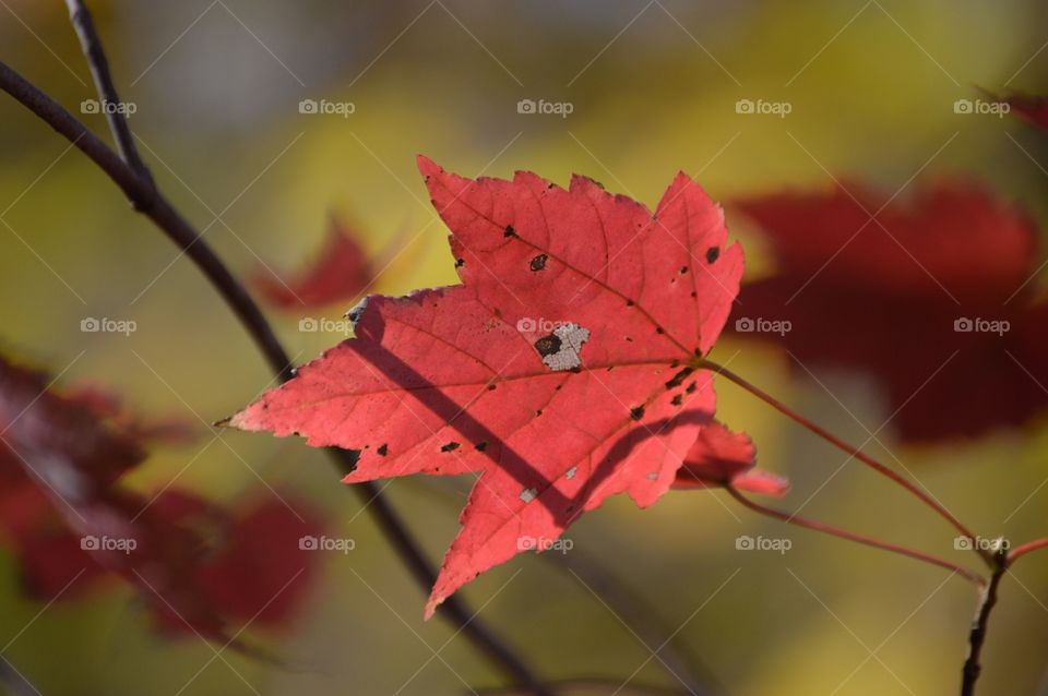 Lady in red. 💃🏻💄💋🍁🍂
