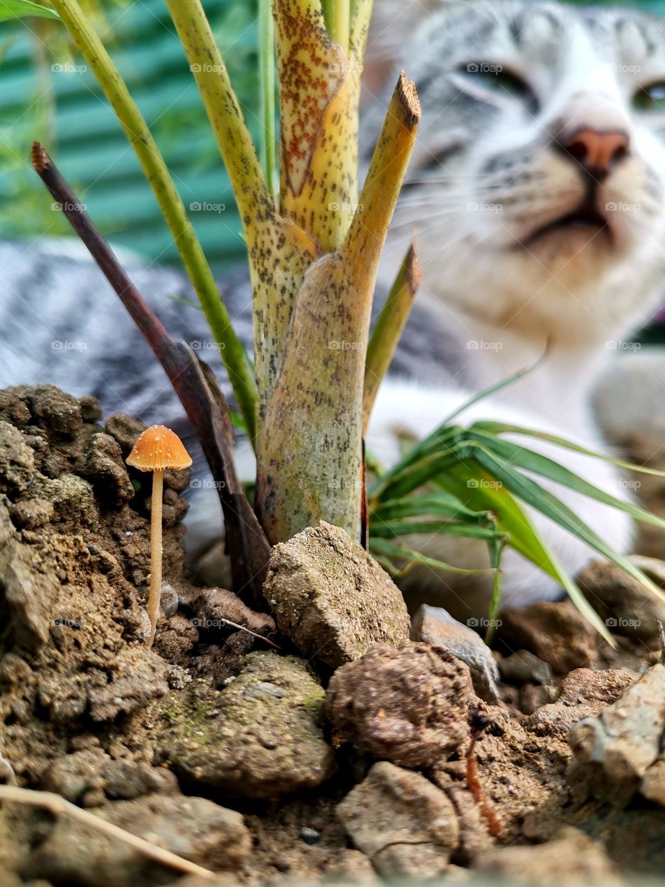 Animal, Plants, Fungus in one Photo😁