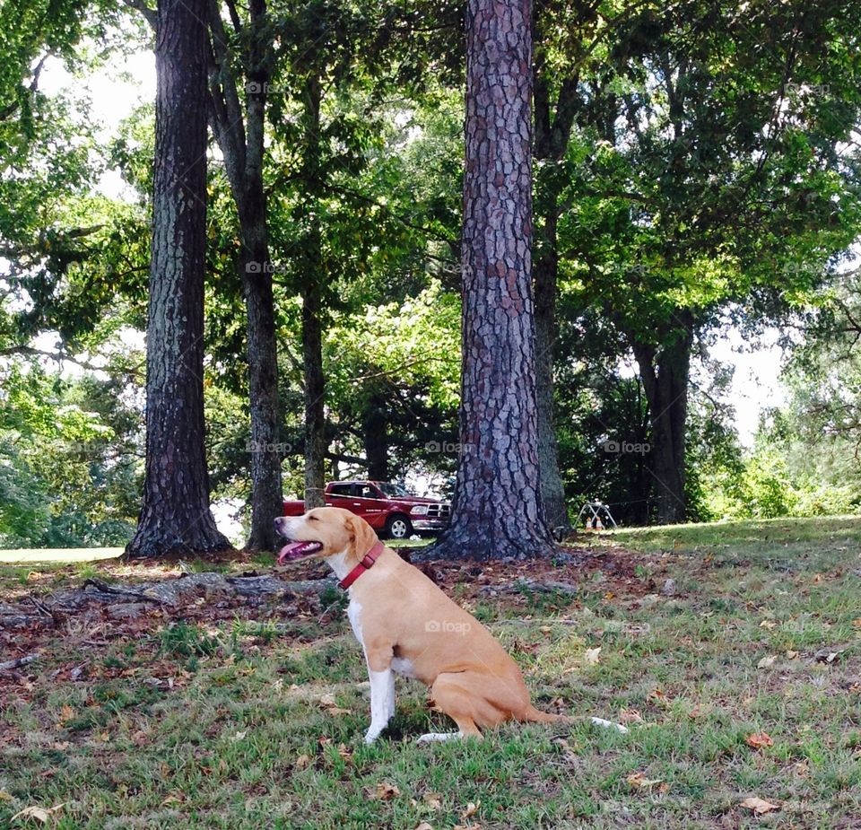 Dog and Dodge in Nature