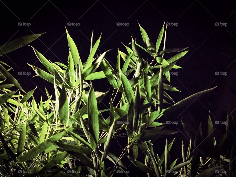 Green leaves with black background