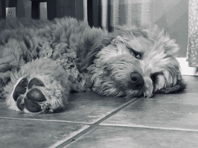 Lazy days of summer