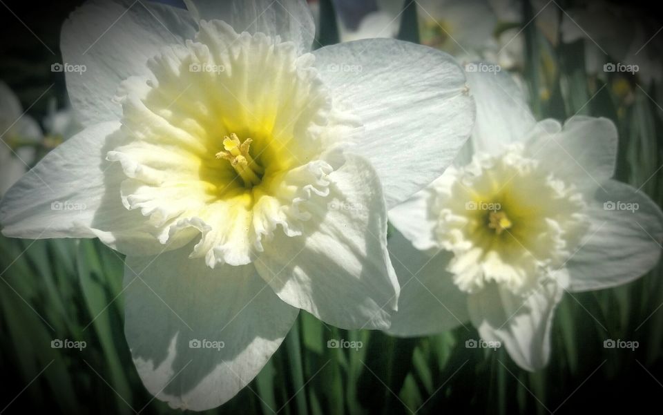 daffodils