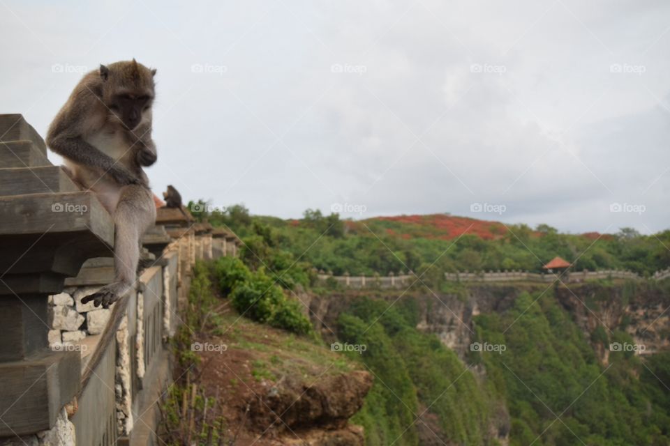 Monkey on cliff