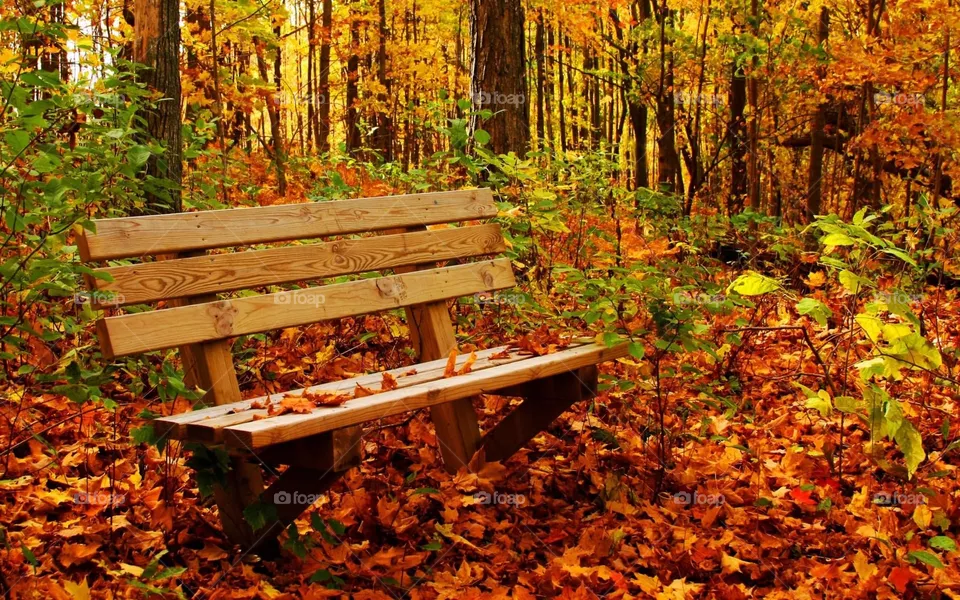 Autumn season 