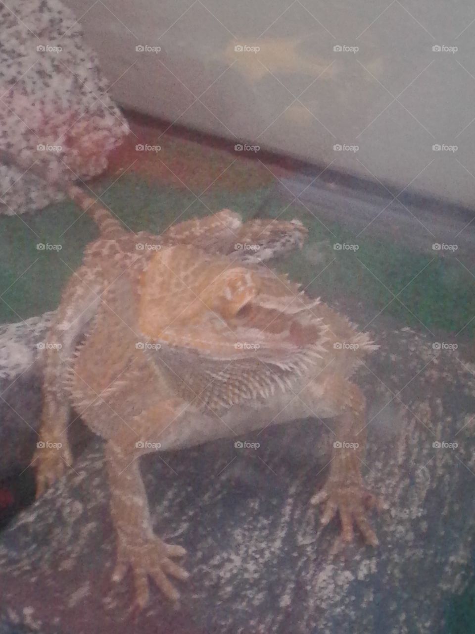 bearded dragon. abandoned bearded dragon became mans best friend