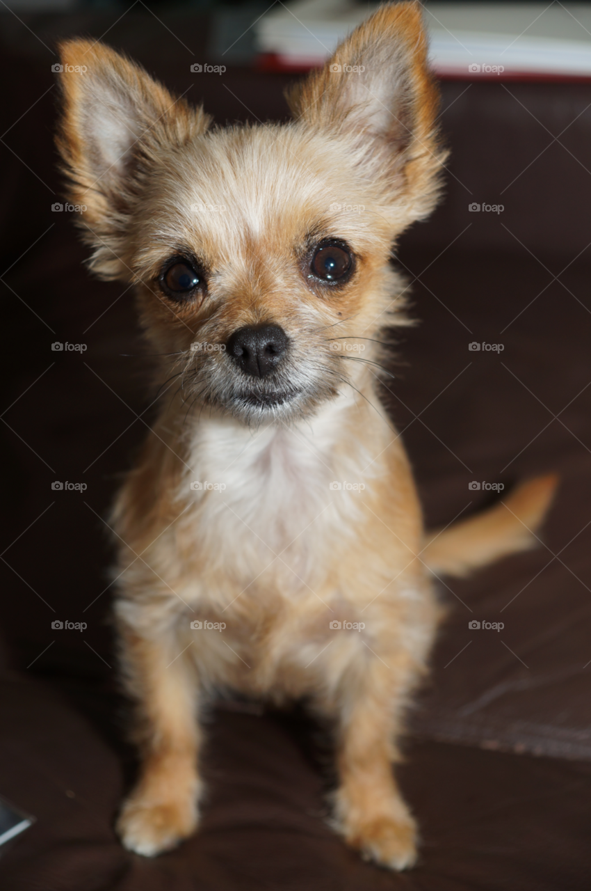 dog puppy small chihuahua by lecheifre