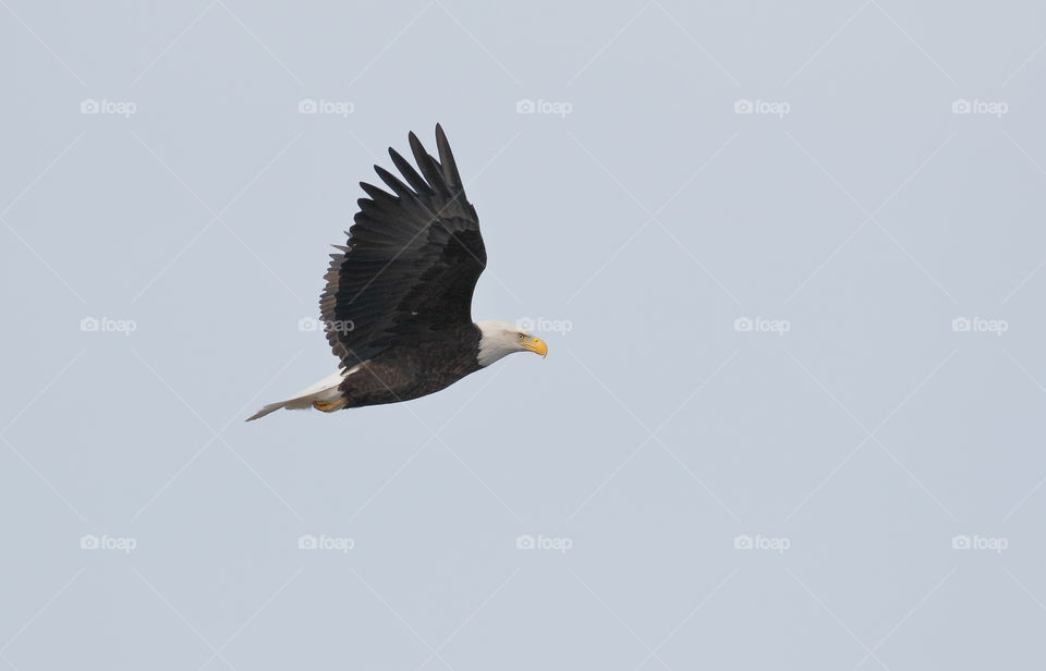 A bald eagle soars over Mystic Lake 