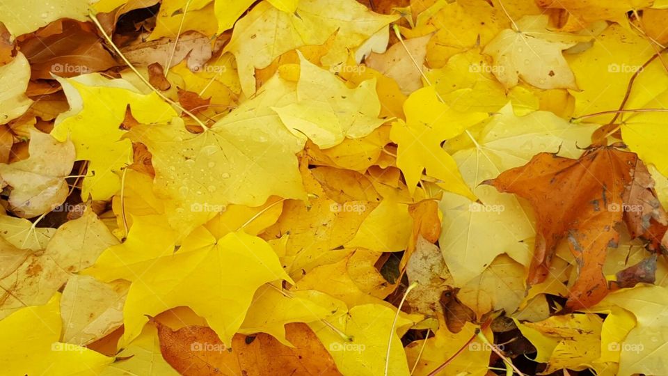 Autumn / Fall is full of amazing colours, mostly reds and oranges . Came across a row of trees all losing a bright array of yellow toned leaves. the ground was covered in 'sunshine'