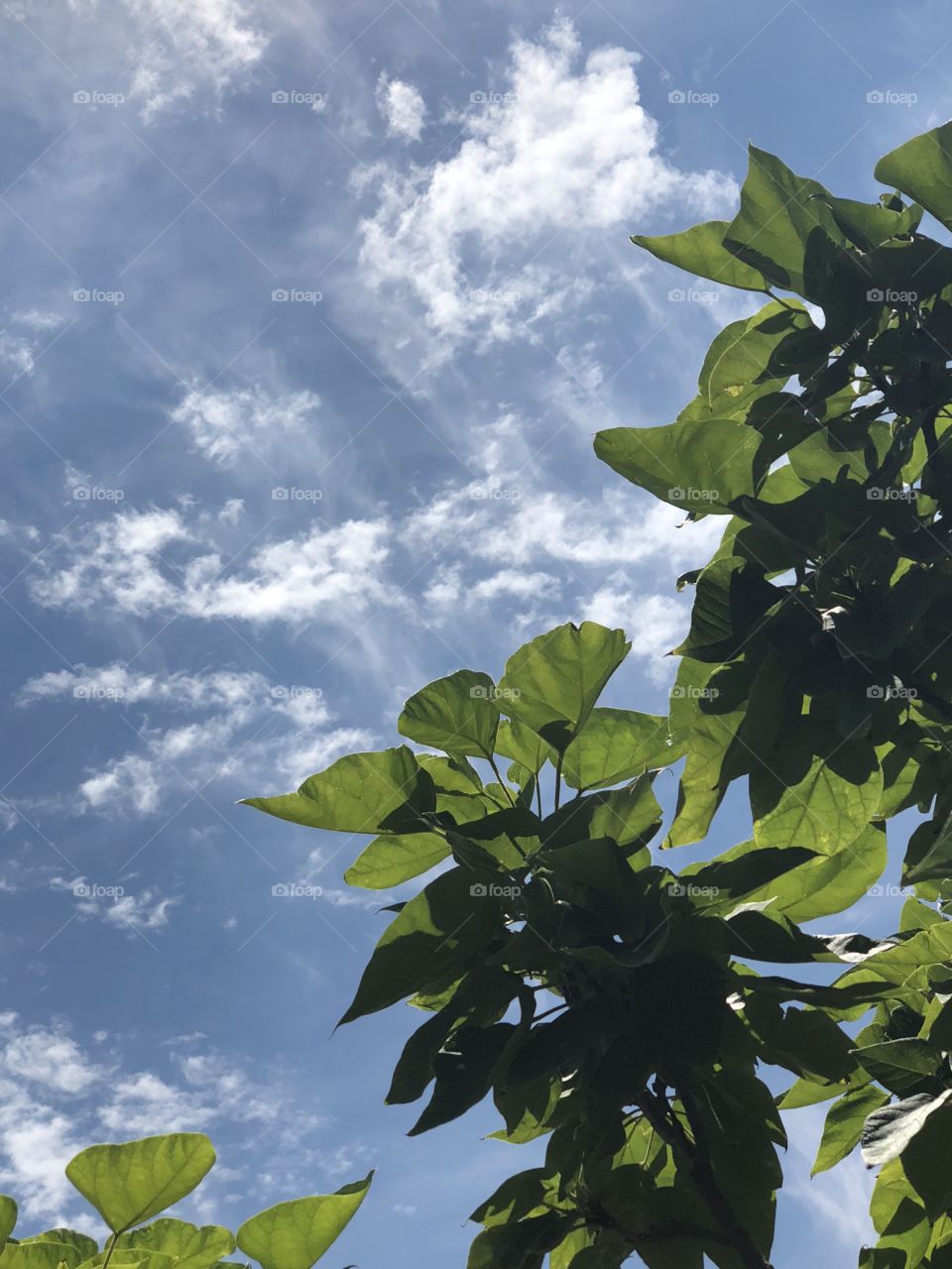 Beautiful sky with clouds shinning through the tree leaves