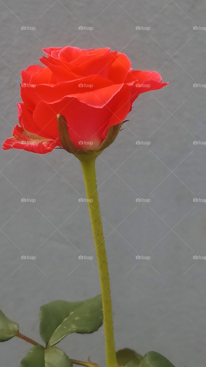 This rose is very very beautyfull and nature
