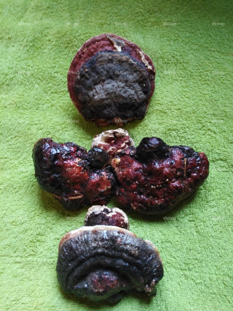 Грибы трутовики