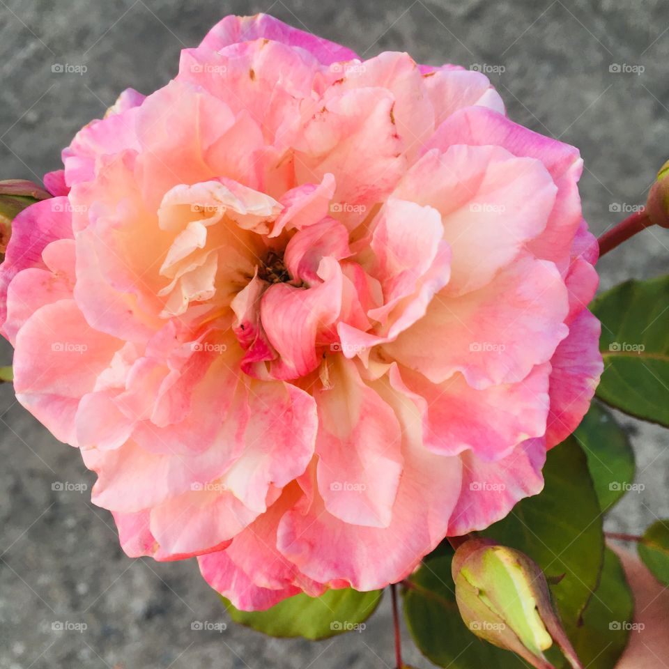 ‪Fim de treino com as #flores do nosso #jardim, para alegrar e embelezar nosso dia! ‬
‪Alongar junto a elas, depois do #cooper, é muito bom (essa linda #rosa foi fotografada ontem, pois o clique de hoje ainda está escuro e não gosto de flash)‬