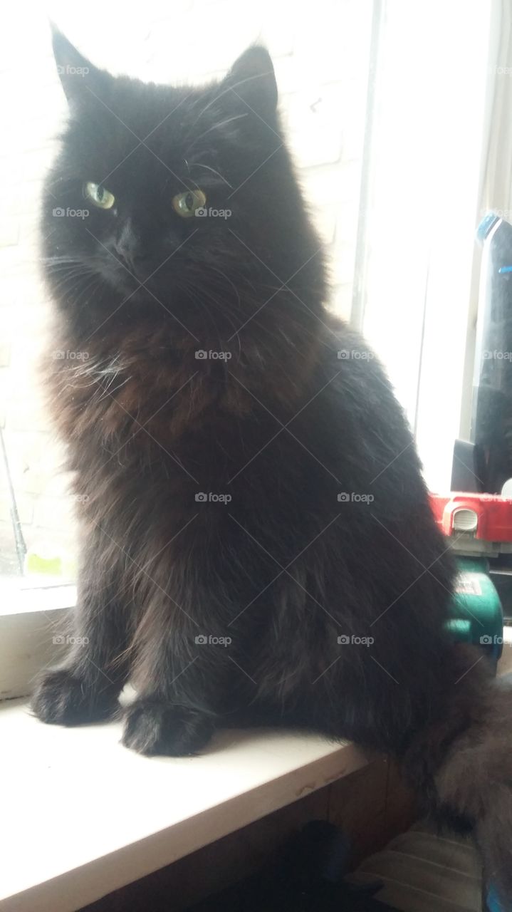 Xena the black cat on the windowsill