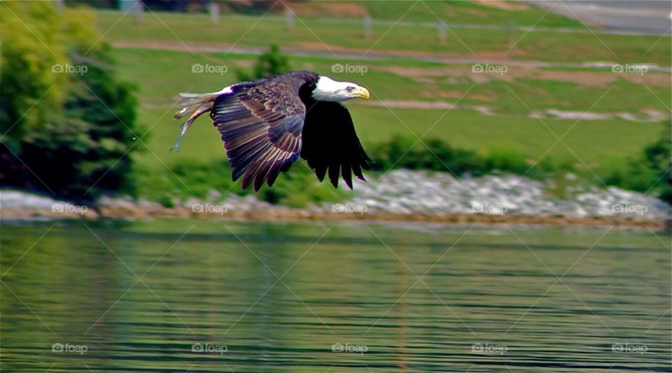 Fly eagle 