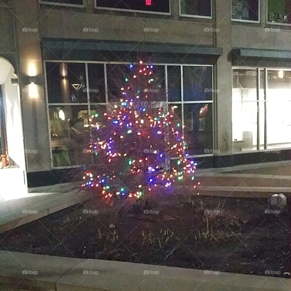 Christmas, Winter, Light, Christmas Tree, Evening