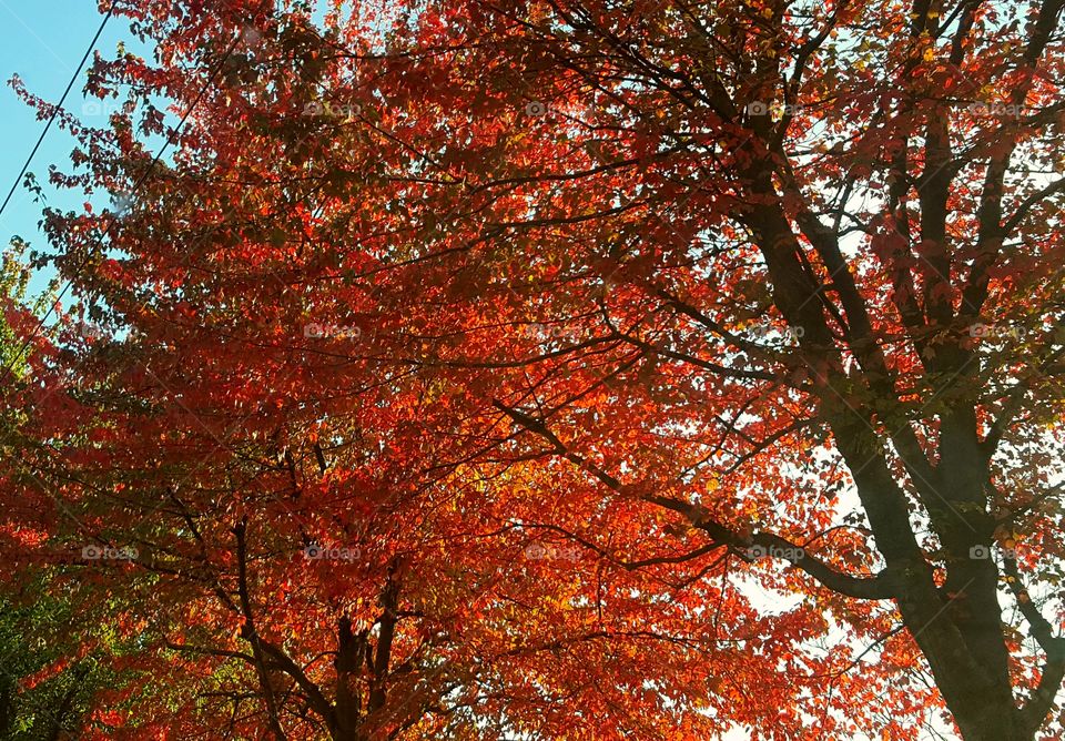 Fiery autumn trees in transition.
