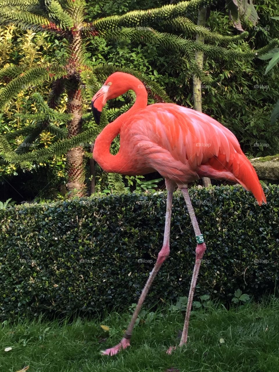 A stunning flamingo, from Cornwall’s zoo. Would look quirky and exciting on a bedroom wall❤️