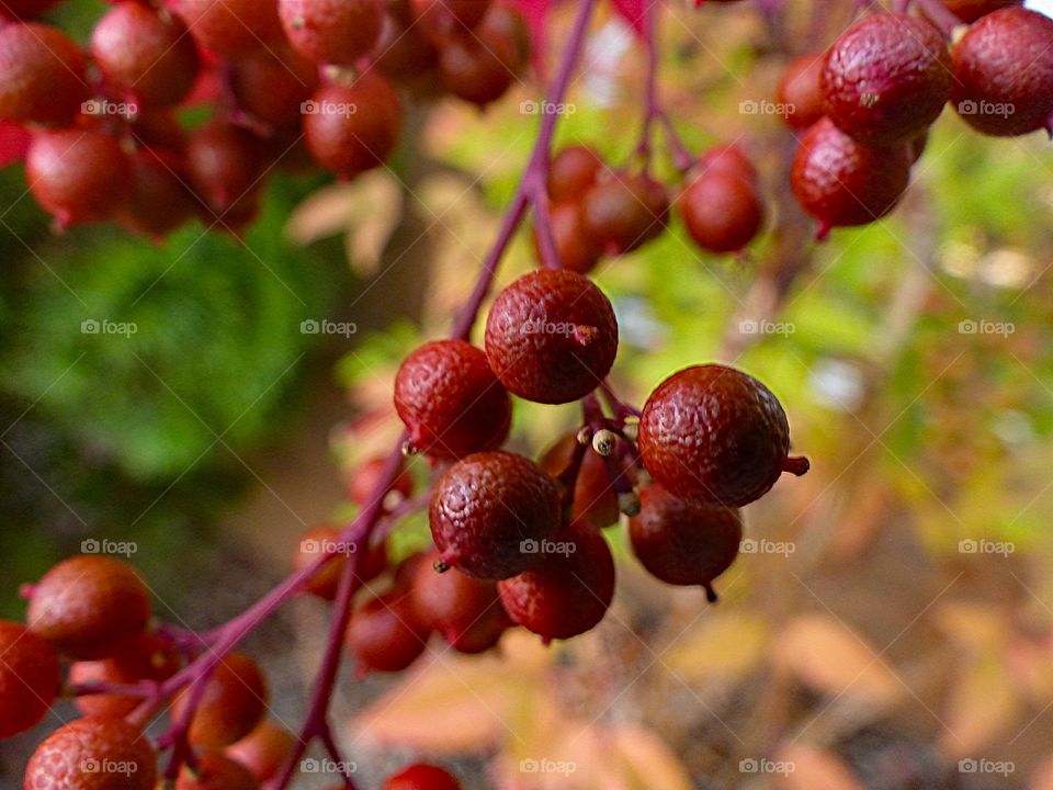 Red berries that grow on a small colorful plant