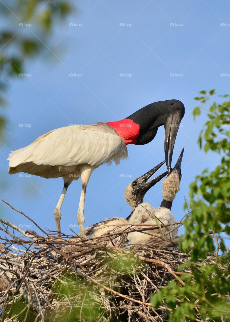 Tuiuiú alimentando seus filhotes, considerado a ave símbolo do Pantanal.