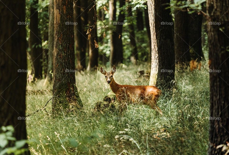 Beautiful brown colour deer