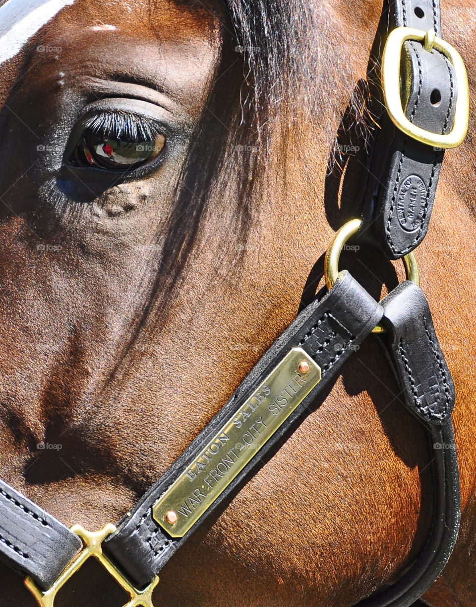 Fasig Tipton Select Yearling Sales by Fleetphoto