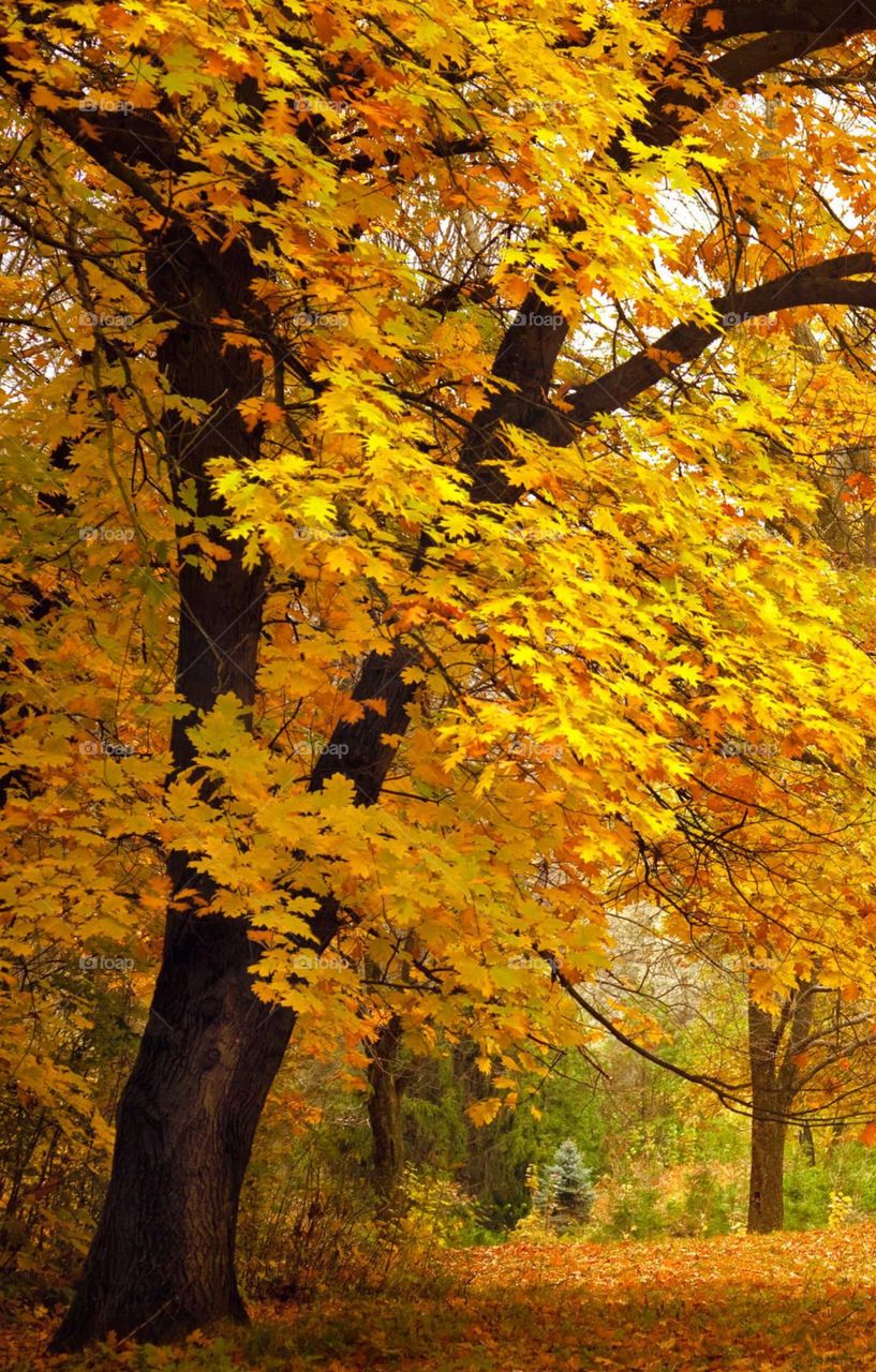 Autumn trees