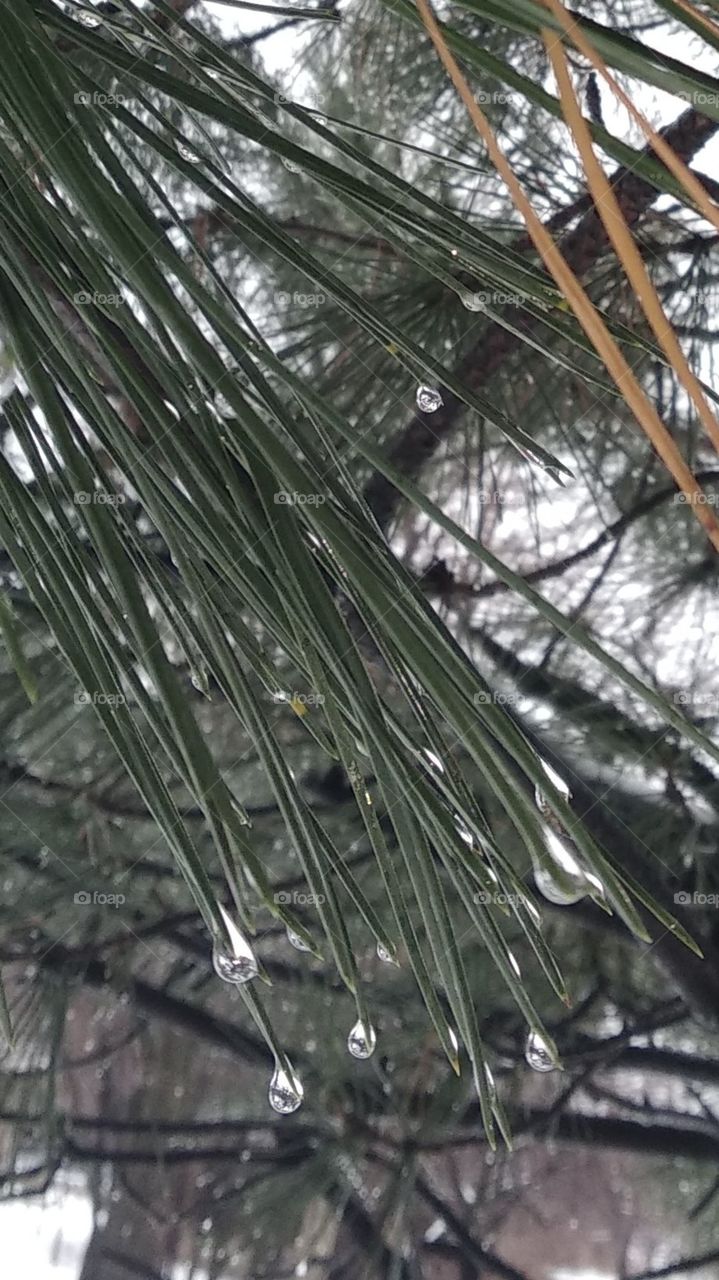 Drops on the pine needles