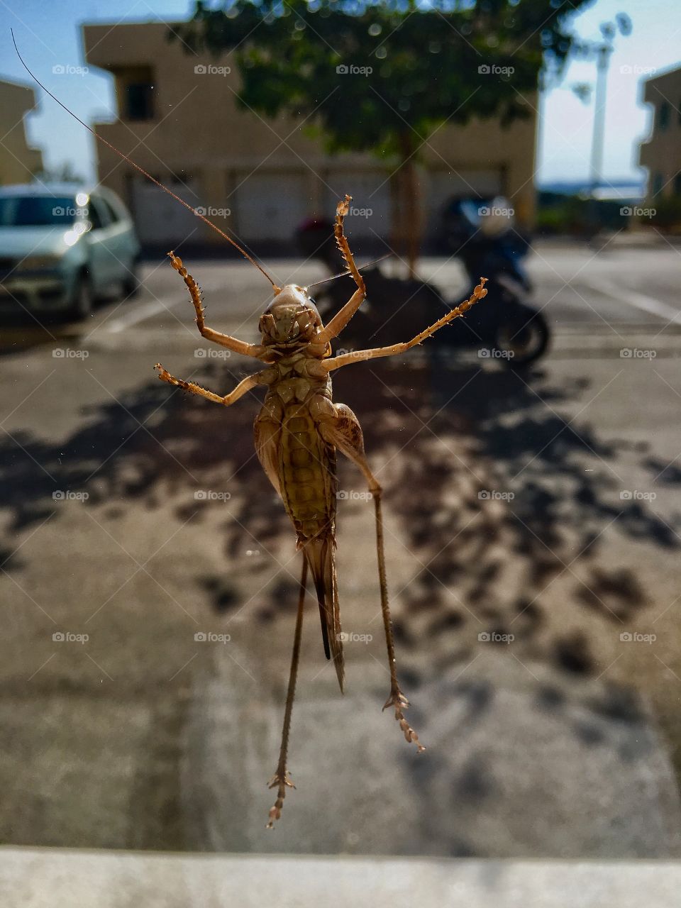 Jiminy Cricket says hi, it won’t even bother the camera, posing in fact... cricket closeup 