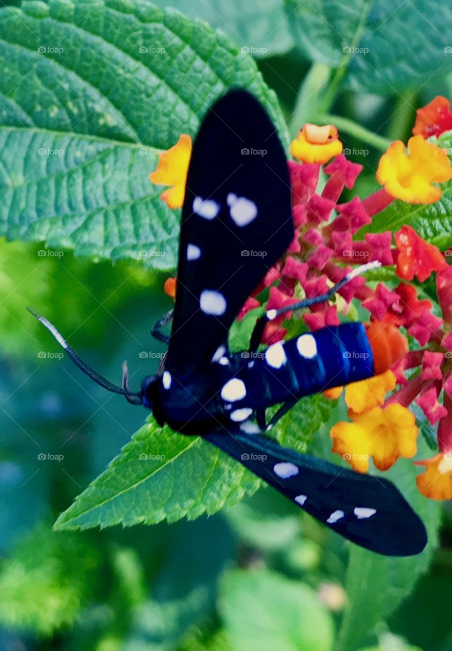 Unusual blue and orange insect on lantana