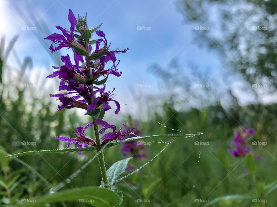 VACKER MORGON SCEN I SKOGEN.