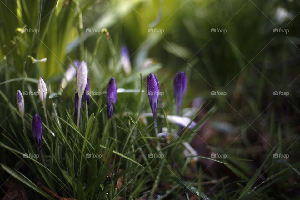 crocuses