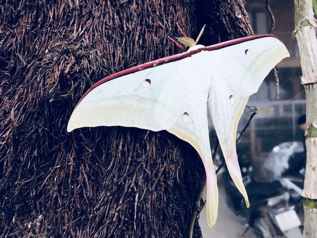 The butterfly