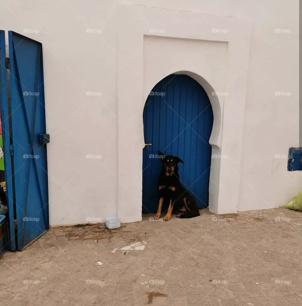 dog with blue and whute colors