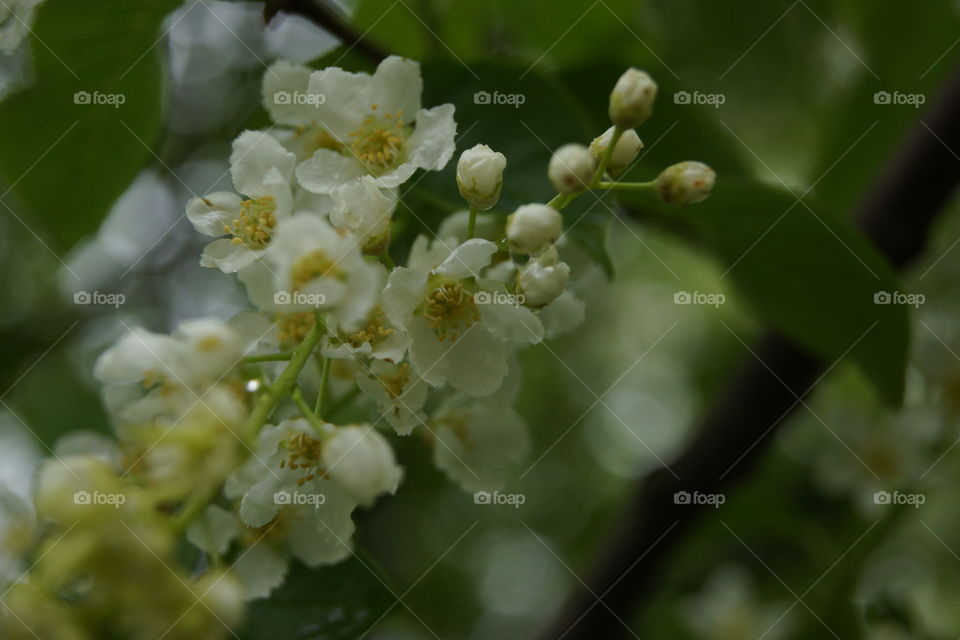 Nature, Flower, Flora, Leaf, Tree