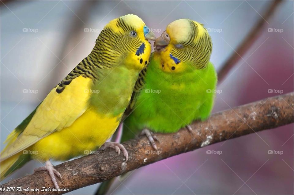 Bird love