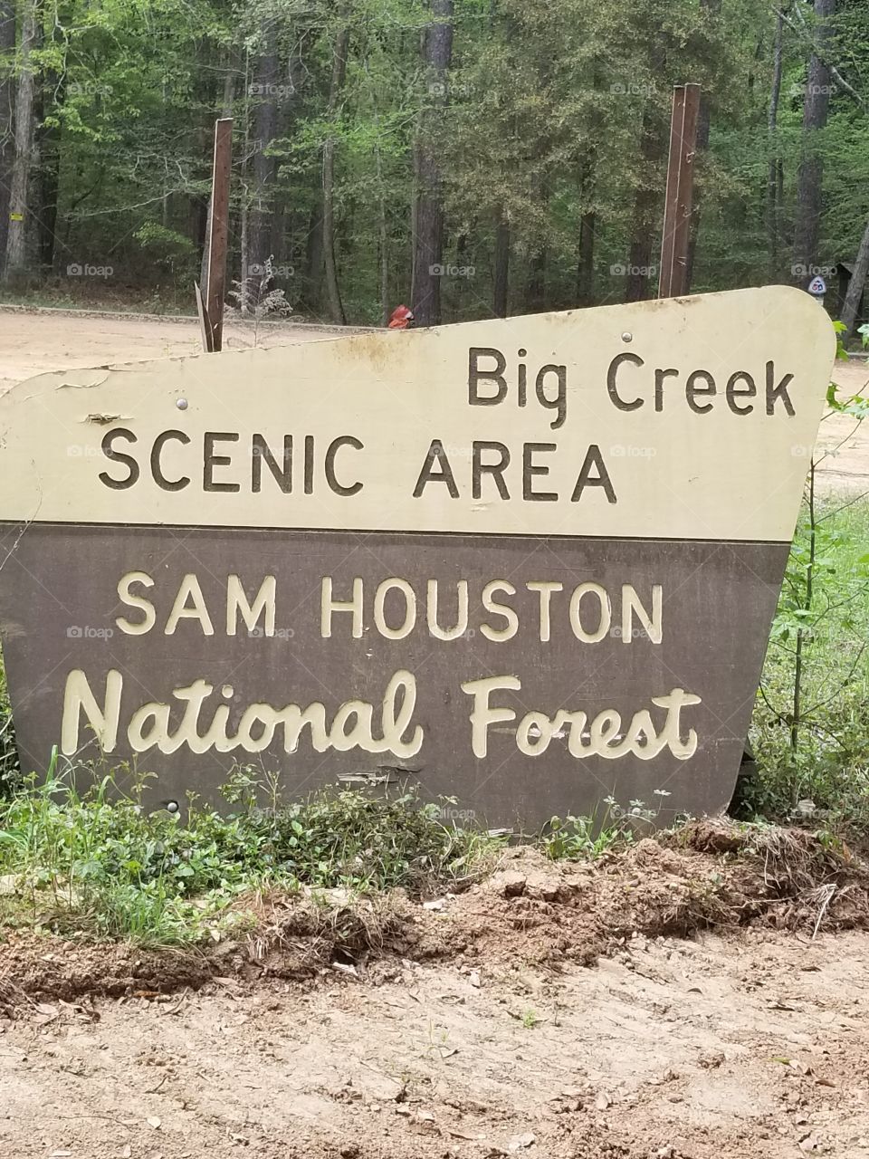 sam Houston national Forest