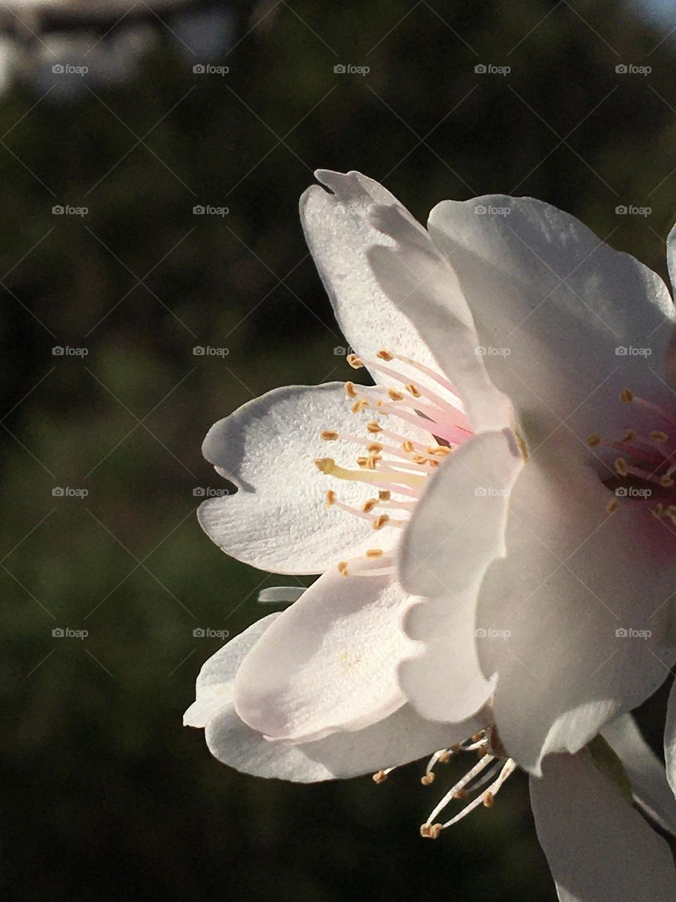 Spring almond tree flower profile