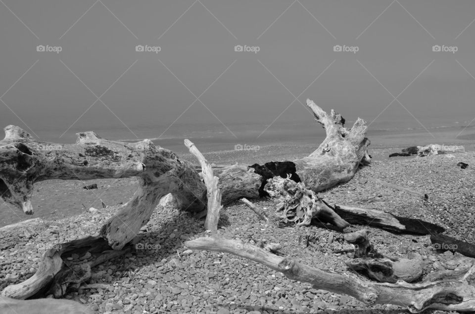 Driftwoods on beach