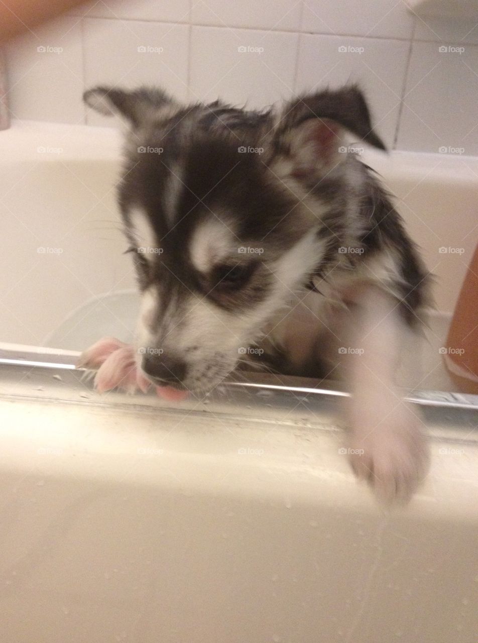 First Bath. Husky puppy first bath 