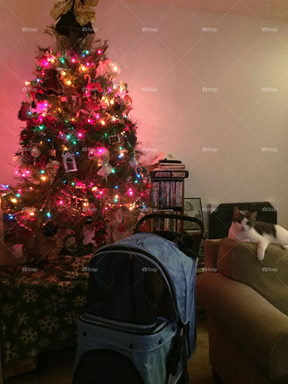 Cat, tree, pet stroller