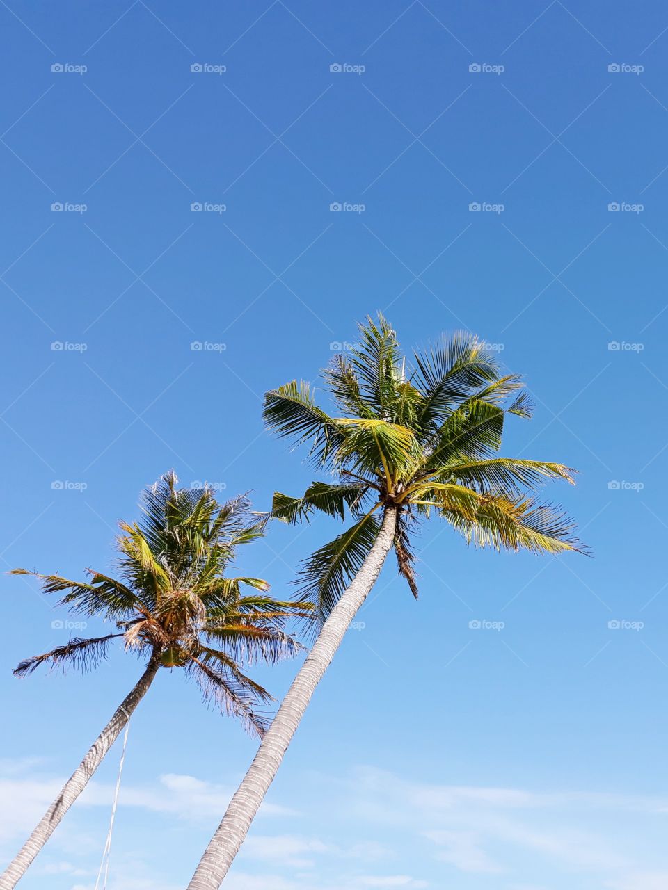 coconut tree