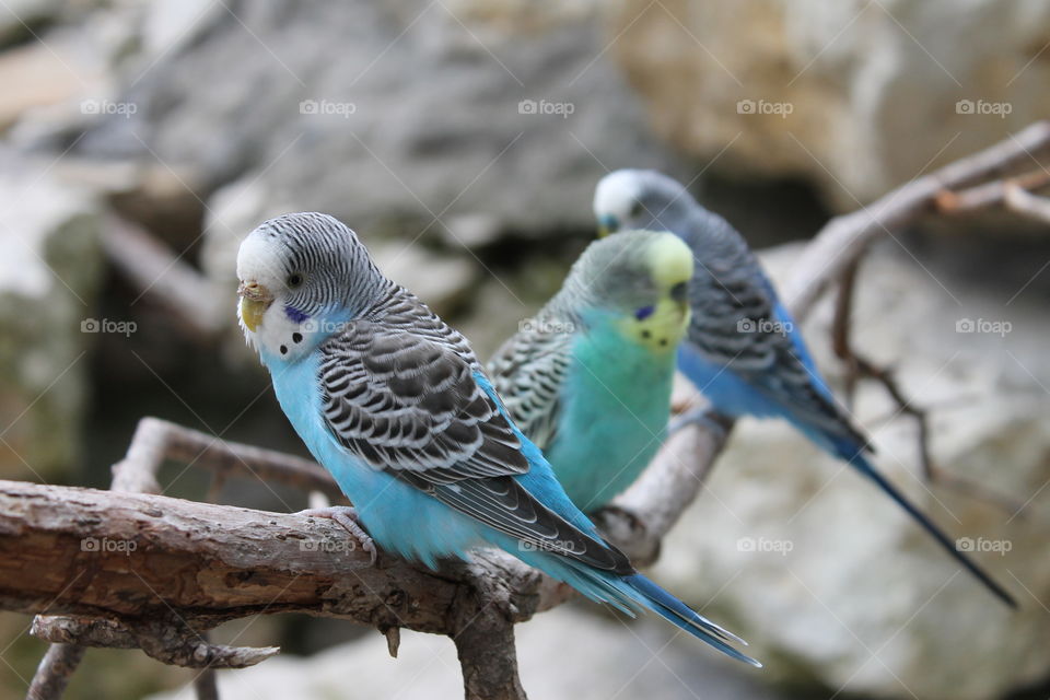 Birds at the Ft. Worth Zoo