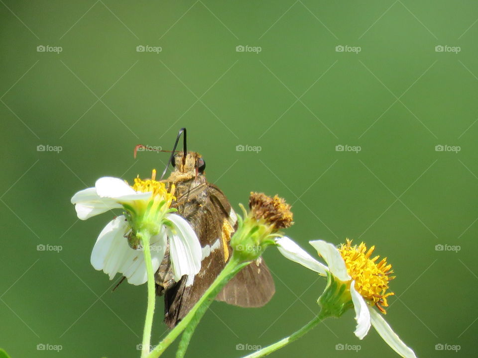 Silver spotted skippe