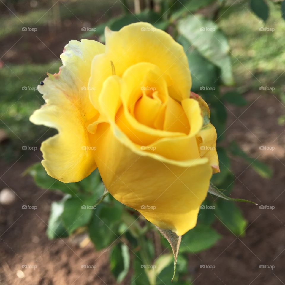 🌺Fim de #cooper!
Suado, cansado e feliz, alongando e curtindo a beleza das #rosas amarelas.
🏁
#corrida #treino #flor #flowers #pétalas #flores #pétala #jardim #jardinagem #garden #flora #run #running #esporte #alongamento