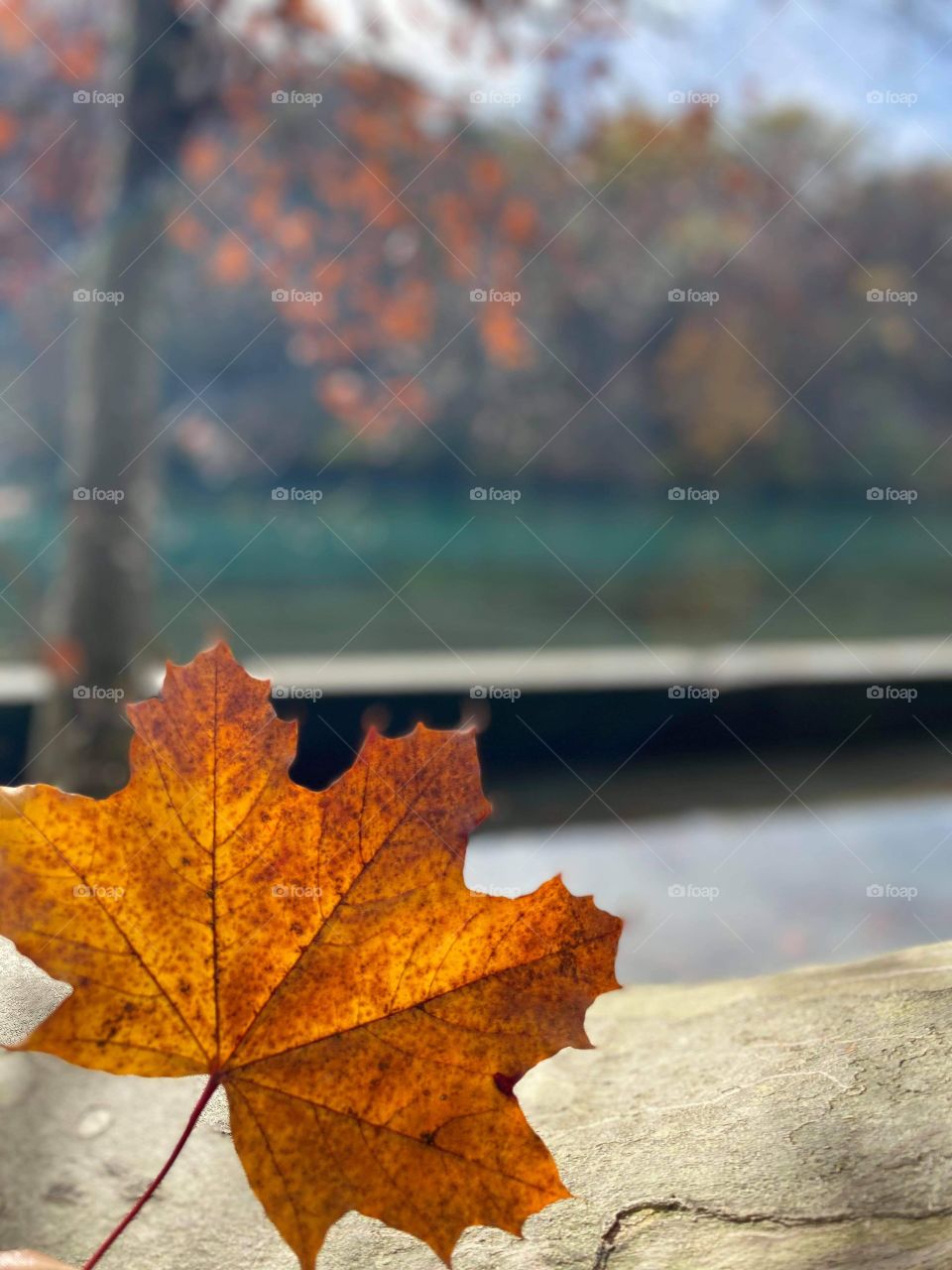Como a natureza pode ser tão perfeita !